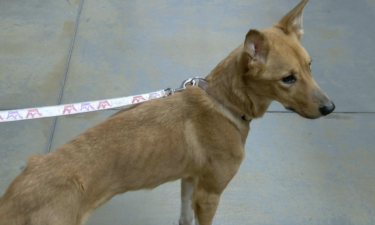 Perrita rescatada hace dos semanas